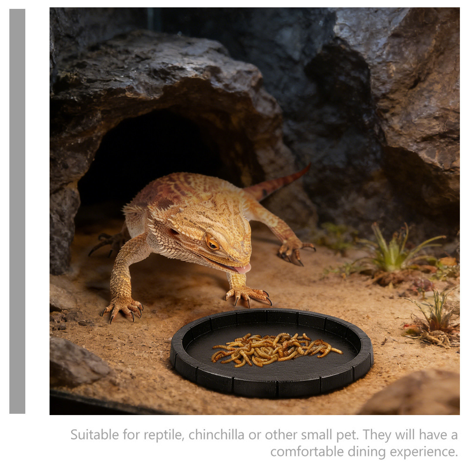 Reptile Feeding Dish Smooth Su - Water Dish Reptile review and price