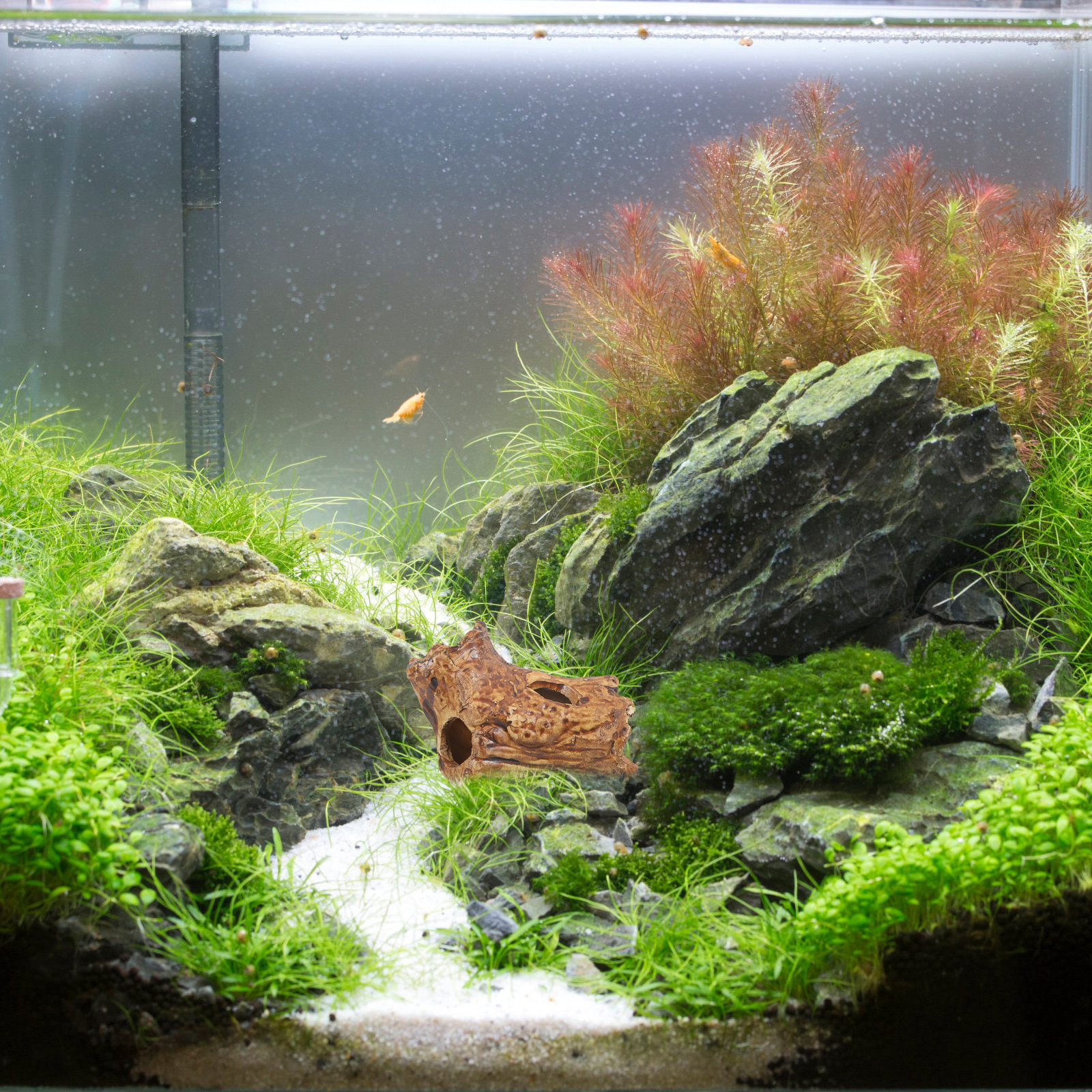 Ceramic Pleco Caves for Aquari - Hide Cave Ceramic review and price